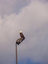 Bald Eagle on Lamp Post