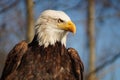 Bald Eagle Profile on a sunny day Royalty Free Stock Photo