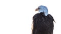 Bald Eagle Profile Portrait on White