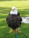 Bald Eagle Puffed Out Royalty Free Stock Photo