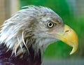 Bald Eagle In Rain at Narrows