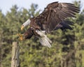 Bald Eagle reaching for the staub Royalty Free Stock Photo