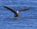 Bald Eagle ready to strike