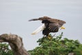 Bald eagle readying for flight Royalty Free Stock Photo