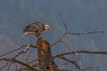 Bald Eagle Resting on Dead Tree Royalty Free Stock Photo