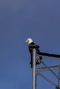 Alaska Bald Eagle resting on a Mobile Tower