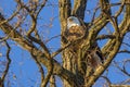 Bald Eagle Resting in Shady Fork of Tree Royalty Free Stock Photo