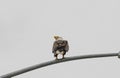 Bald eagle resting on a streetlamp in Alaska