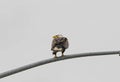 Bald eagle resting on a streetlamp in Alaska