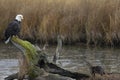 Eagle and river otter