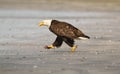 A Bald Eagle running down a sandy beach Royalty Free Stock Photo