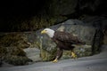 Bald eagle runs down sandy beach Royalty Free Stock Photo