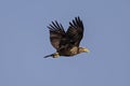 Immature American Bald Eagle in Flight Royalty Free Stock Photo