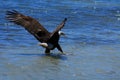 Bald Eagle on sand bank with fish