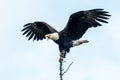 Beautiful shot of a Bald eagle posturing with wings outstretched and beak open Royalty Free Stock Photo
