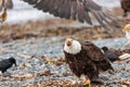 Bald Eagle Screeching at another Eagle Royalty Free Stock Photo