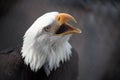 Bald Eagle Screeching Royalty Free Stock Photo