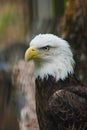 A bald eagle searches the skies for potential adversaries Royalty Free Stock Photo