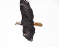 Bald eagle searching for fish