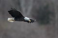 Bald Eagle searching for prey