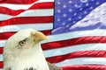 Bald Eagle Set Against American Flag Royalty Free Stock Photo