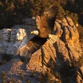 A bald eagle set against a mountain range featuring the presidents' faces Royalty Free Stock Photo