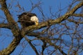 Bald Eagle Sharpening Beak on Winter Tree Branch Royalty Free Stock Photo