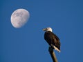 Bald eagle in Sidney Royalty Free Stock Photo