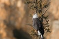 Bald Eagle at Sunset Royalty Free Stock Photo