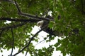 Bald eagle sits on a tree and looks annoyed at the photographer directly below. Royalty Free Stock Photo