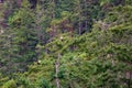 Bald eagle sitting on a distant tree forest