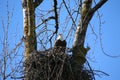 A bald eagle sitting in its nest Royalty Free Stock Photo