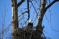 A bald eagle sitting in its nest Royalty Free Stock Photo