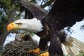 A bald eagle sitting on its nest, a symbol of freedom and power Royalty Free Stock Photo
