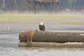 Bald Eagle Sitting on Logs in a Harbor Royalty Free Stock Photo