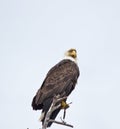 Bald Eagle sitting on old branch