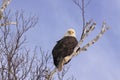 Bald Eagle sitting pretty Royalty Free Stock Photo