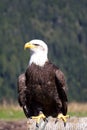 Bald Eagle sitting. Shot at the Grouse Mountain, Vancouver, Canada Royalty Free Stock Photo