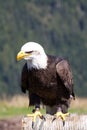 Bald Eagle sitting. Shot at the Grouse Mountain, Vancouver, Canada Royalty Free Stock Photo