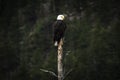 Bald eagle sitting on top of dead tree Royalty Free Stock Photo