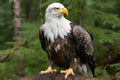 a bald eagle is sitting on a tree branch Royalty Free Stock Photo