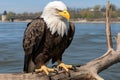 a bald eagle sitting on a tree branch