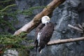 Bald Eagle Sitting in a Tree Branch Royalty Free Stock Photo