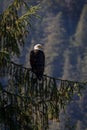 Bald Eagle sitting in a tree in Ketchikan, Alaska Royalty Free Stock Photo