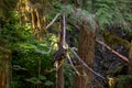 Bald Eagle sitting in a tree Ketchikan Alaska Royalty Free Stock Photo