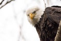 Bald Eagle sitting on a tree looking down Royalty Free Stock Photo