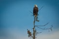 Bald eagle sitting on tree and looking for prey Royalty Free Stock Photo