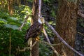 Bald Eagle sitting in a tree over a salmon stream