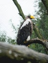 Bald Eagle sitting on a tree in the Zoo in The Netherlands, Diergaarde Blijdorp Rotterdam Royalty Free Stock Photo