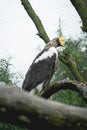 Bald Eagle sitting on a tree in the Zoo in The Netherlands, Diergaarde Blijdorp Rotterdam Royalty Free Stock Photo